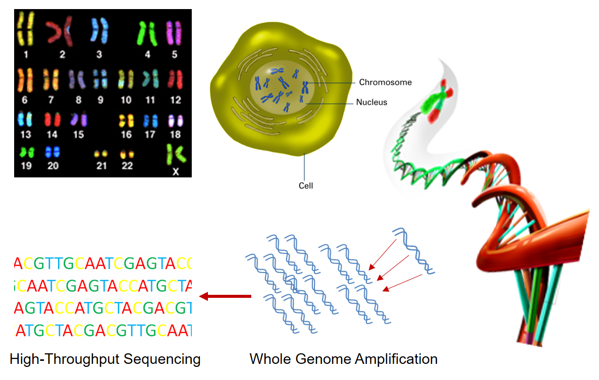 021 单细胞DNA扩增后测序，可以得到人的46根染色体的DNA序列.bmp