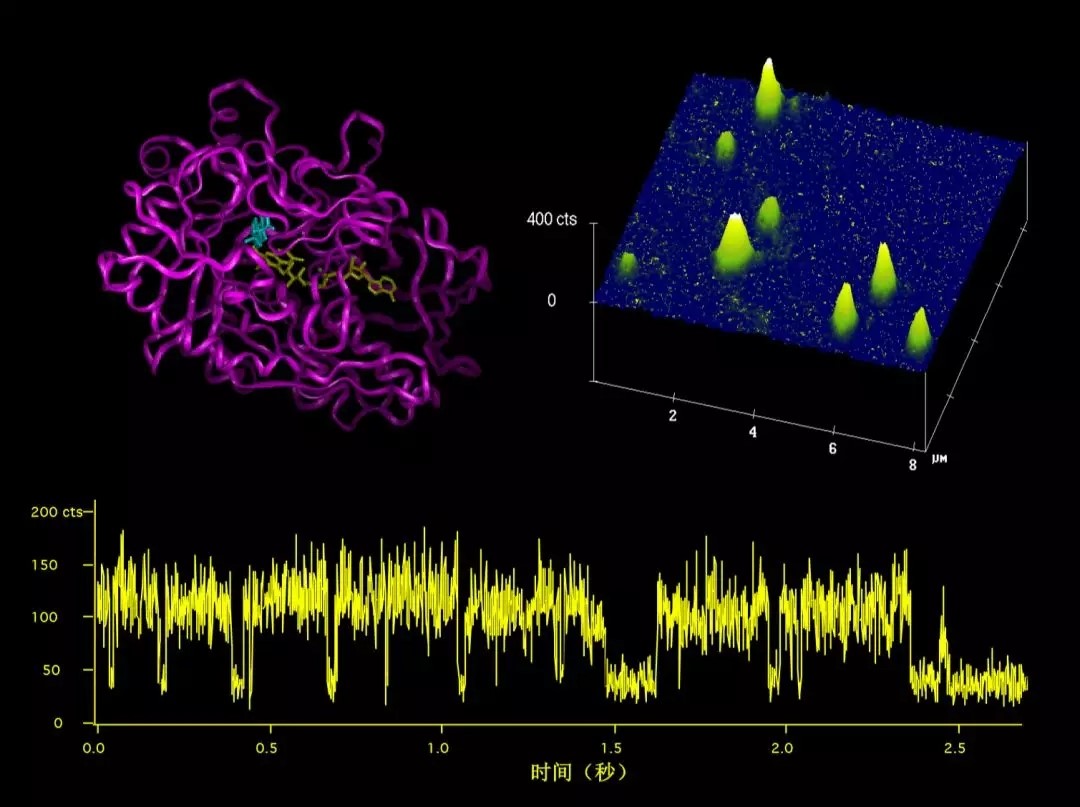 014 1998年在PNNL获得的胆固醇氧化酶（左上）的单分子们的荧光成像（右上）和其中某个酶分子的随机酶循环反应的实时观测.webp.jpg
