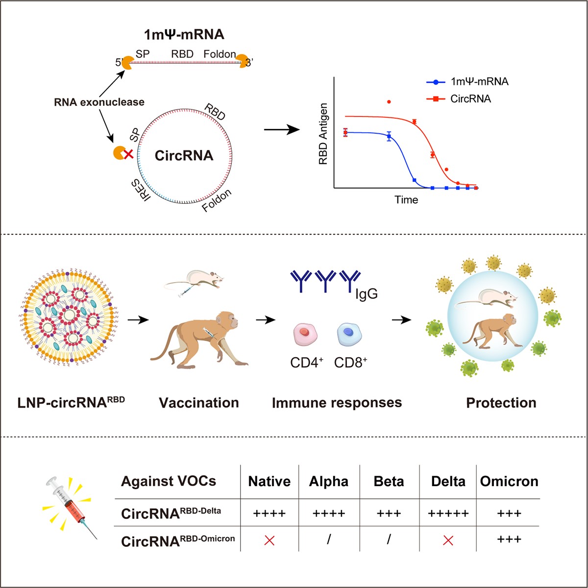 Cell | 魏文胜课题组报道环状RNA技术平台以及据此开发的新型抗新冠病毒 